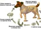 犬の駆虫治療：より効果的なものは何ですか?