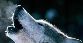 Вовки: види вовків, опис, характер, ареал проживання