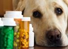 Рахіт у собак: причини, симптоми, лікування та профілактика захворювання