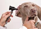 犬の化膿性中耳炎：原因、症状、治療法