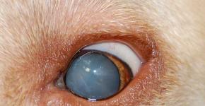 Захворювання очей у собак