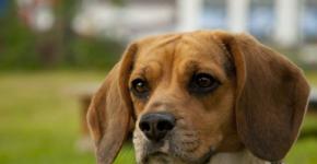Види хвороб вух у собак та їх лікування