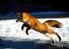 Дика, хижа тварина лисиця: опис, фото лисиці взимку, відео, смішні та прикольні картинки