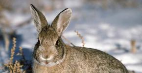 Заєць – опис, види, чим харчується, забарвлення, фото